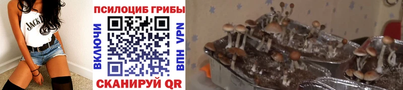мега ONION  Истра  Галлюциногенные грибы мицелий 